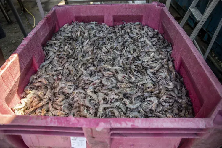 Shrimp at Jewel Gritzman’s bait shop in Bay St. Louis. Image by Eric J. Shelton for Mississippi Today. United States, 2019.