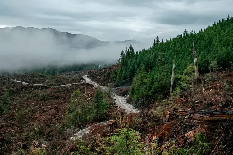 Early morning at the Tuxekan logging site, on Prince of Wales Island. Image by Joshua Cogan. United States, 2019.