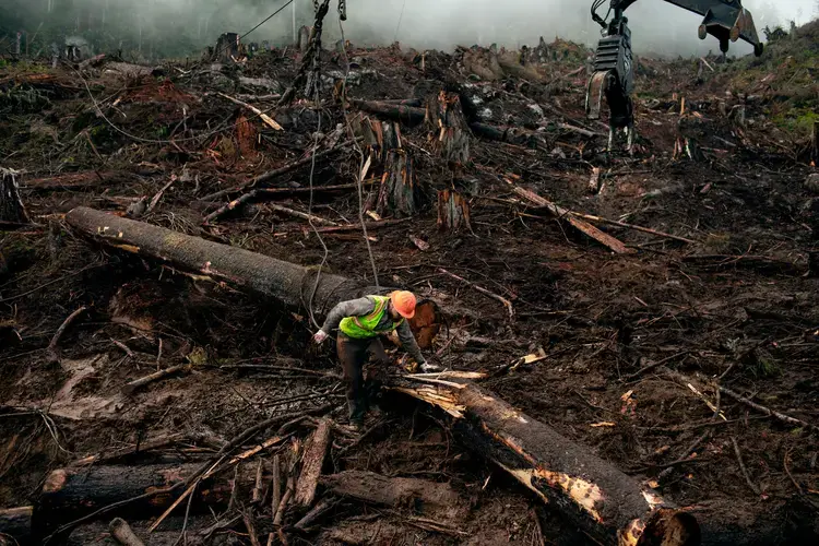 'Choker' crews use heavy machinery to drag logs lashed to hooks from areas of the Tuxekan logging site on Prince of Wales Island. Image by Joshua Cogan. United States, 2019.