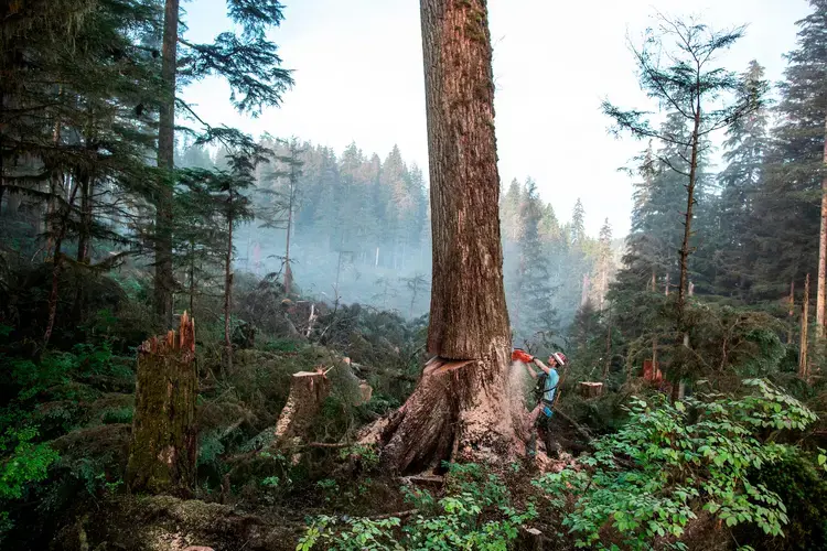 Sam Crawford, a young cutter at the Tuxekan logging site, takes down a large tree early in the morning. Image by Joshua Cogan. United States, 2019.