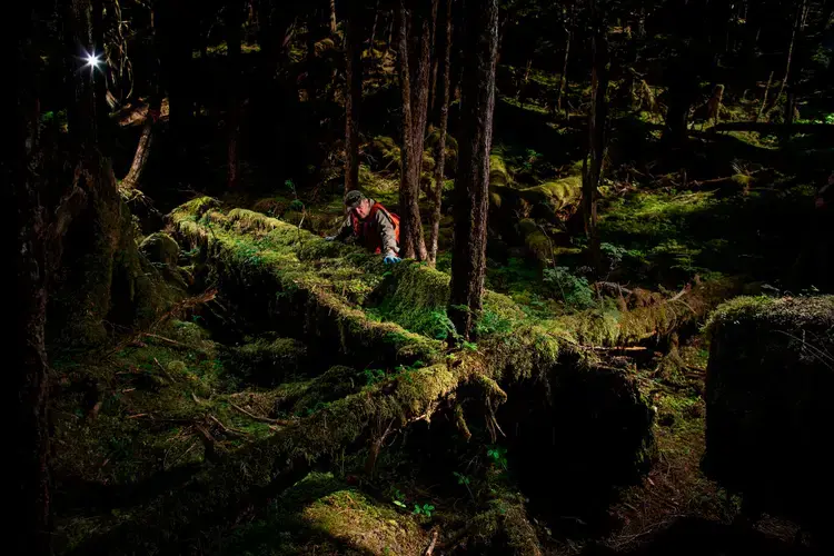 The 'Haida Canoe' is a 500-year-old canoe that was found near a logging site on Prince of Wales Island. The site is owned by Sealaska. The site also has stumps from older trees cut down in various periods of indigenous occupation. Image by Joshua Cogan. United States, 2019.