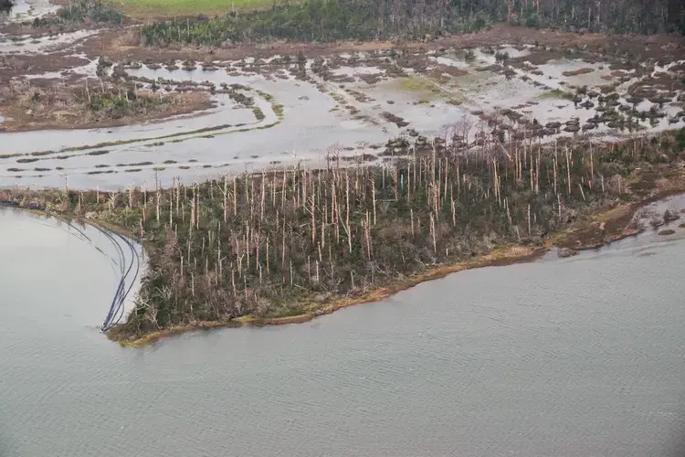 A “ghost forest” in eastern North Carolina bears the signs of saltwater intrusion associated with rising sea levels. Image by Mark Hibbs / NC King Tides flight with Southwings. United States, undated.