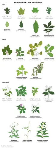 A typical plant palette for native woodland restoration in Prospect Park. Illustrations by Clarisa Diaz with information provided by Prospect Park Alliance. United States, 2020.<br />
