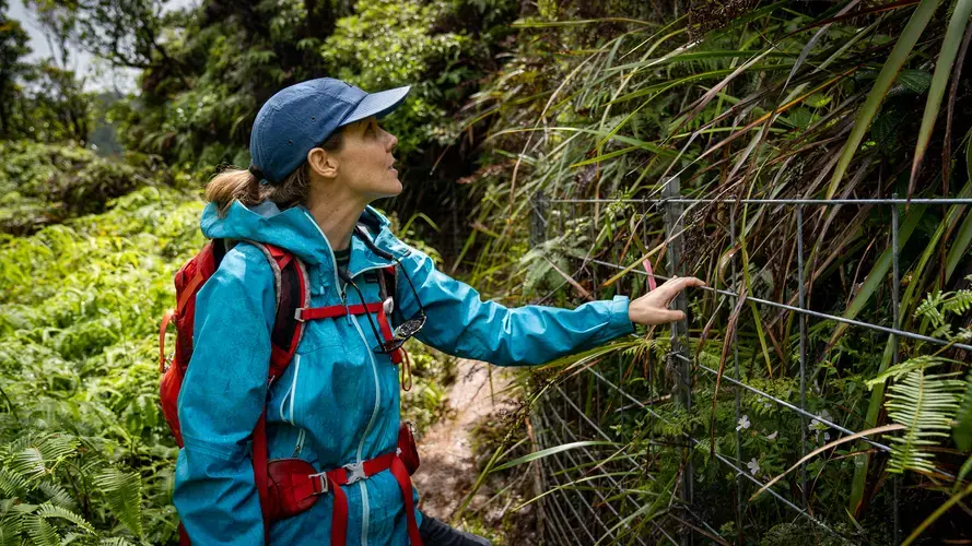 Building fences in remote sections of the forest is expensive. A recent 1,400-acre fence cost over a million dollars. Image by Kuʻu Kauanoe/Civil Beat. United States, 2020.