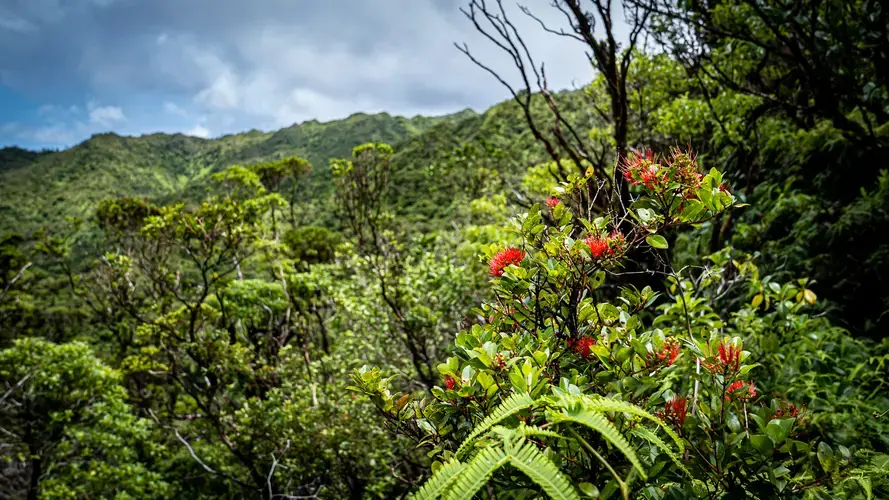 Approximately half of all native trees on Hawaii’s six main islands are ohias. Image by Kuʻu Kauanoe/Civil Beat. United States, 2020.