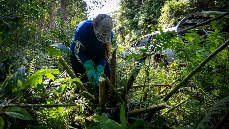 Serene Smalley uses a machete to fell branches of the fern before injecting a small amount of pesticide into the base of the plant. Image by Kuʻu Kauanoe/Civil Beat. United States, 2020.