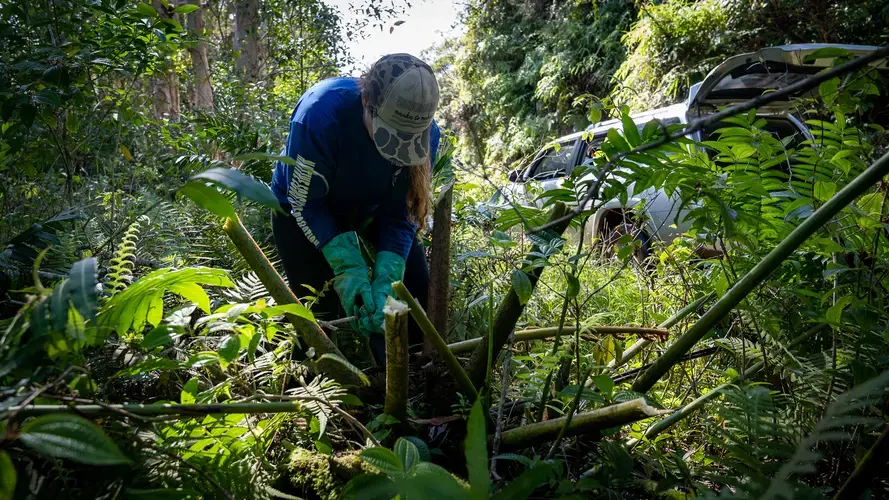 Serene Smalley uses a machete to fell branches of the fern before injecting a small amount of pesticide into the base of the plant. Image by Kuʻu Kauanoe/Civil Beat. United States, 2020.