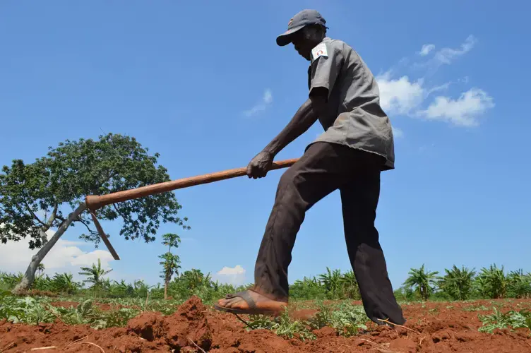 Okomo John farming in his plot within the 500 hectares given to the community of Nakalanga. Image by Annika McGinnis. Uganda, 2019.