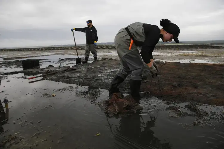 Casaundra Healy of Wareham (right) discovered an area of winter kill in the clam bed where she and Charles Carvalho of Medford were trying to harvest seedlings at A.R.C. Farms in Barnstable. Image by Jessica Rinaldi. United States, 2019.
