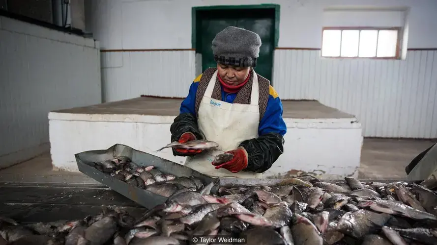 Thanks to the North Aral Sea’s return, Aralsk’s fishing industry has been revived. Image by Taylor Weidman. Kazakhstan, 2018. 