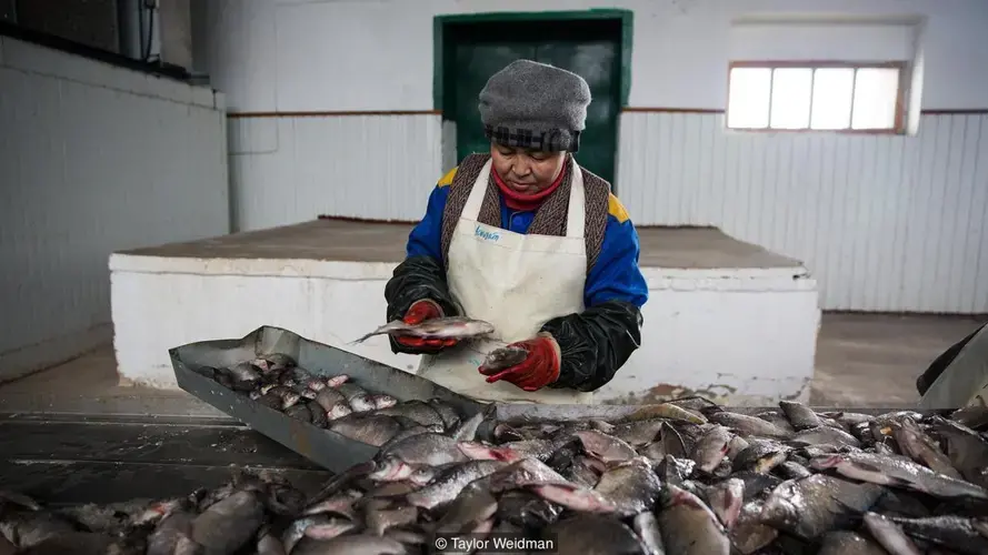 Thanks to the North Aral Sea’s return, Aralsk’s fishing industry has been revived. Image by Taylor Weidman. Kazakhstan, 2018.