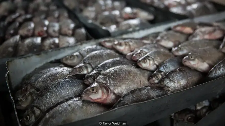Now, local fishermen in Aralsk can sometimes bring in about £110 worth of fish in a single catch. Image by Taylor Weidman. Kazakhstan, 2018.