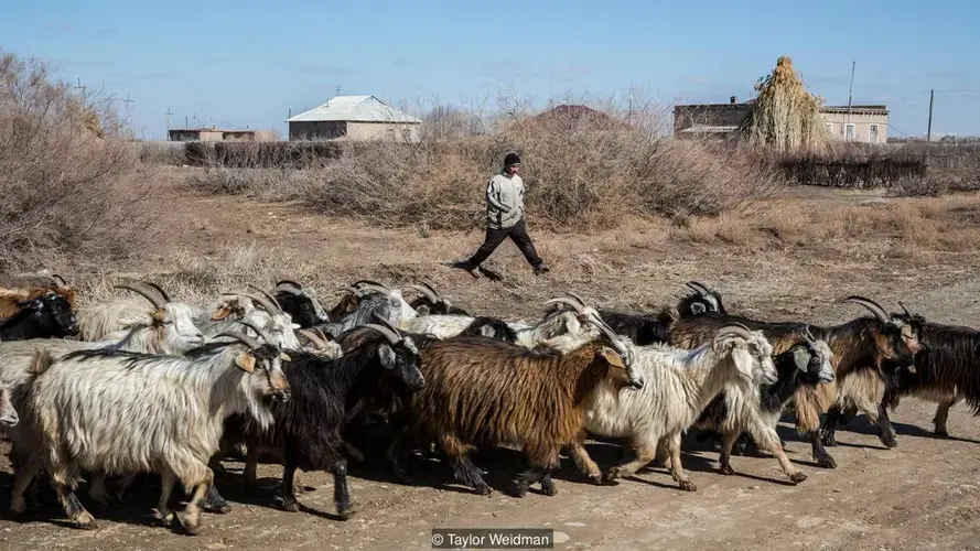 Rehabilitation of the South Aral Sea has been complicated by farmers’ need of water for irrigation. Image by Taylor Weidman. Uzbekistan, 2018.