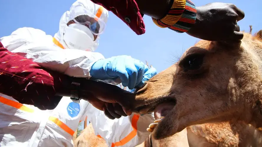 There is a trick to taking samples from camels – start with the tail, then grab its ear and hold its lips Image by Jacob Kushner. Kenya, undated.