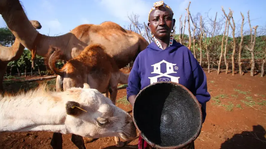 Camels are a valuable asset for many families in Marsabit and in many parts of the world humans live in close contact with these animals. Image by Jacob Kushner. Kenya, undated.