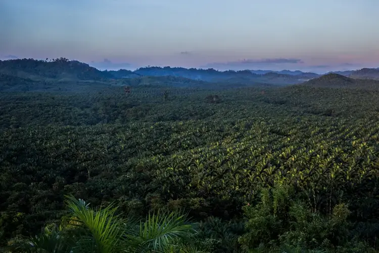 This is a view of a palm oil plantation outside Kawthaung, Myanmar. Huge plantations were built after thousands of acres of rainforest had been cleared in southern Myanmar. Image by Taylor Weidman/PRI. Myanmar, 2016.