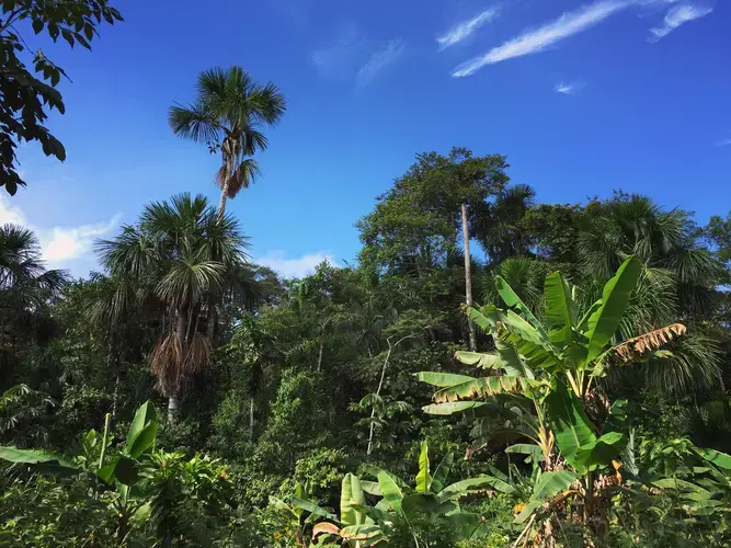 Peruvian rainforest. Image courtesy Caesar Oleksy. Peru, 2017.
