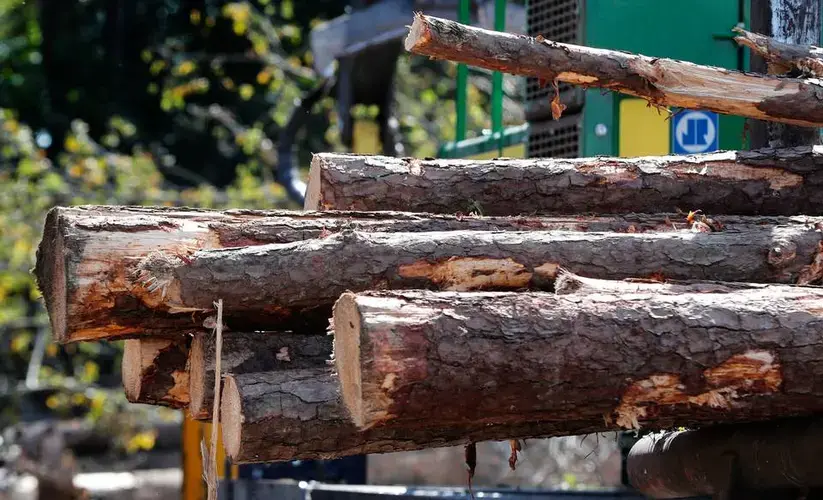 Pine trees are loaded onto a trailer for transport to the Enviva plant in Northampton, N.C. Tuesday, Sept. 3, 2019. Enviva is the country’s largest producer of wood pellets. Image by Ethan Hyman. United States, 2019.