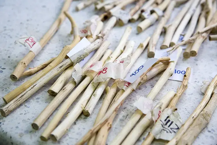 These plant samples were collected by researchers at the Alexander von Humboldt Biological Resources Research Institute in Bogotá. Image by Greg Kendall-Ball/Nature. Colombia, 2018.