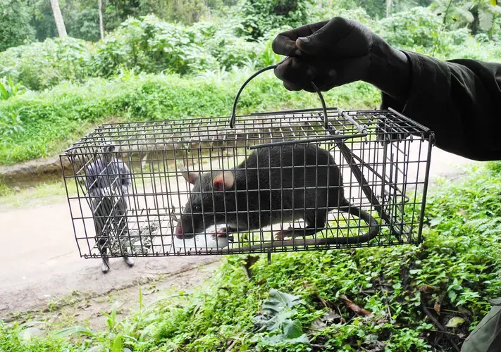 Gorilla Doctors Veterinarians from PREDICT prepare to collect samples in May 2011 from a rodent to test for emerging infectious disease. PREDICT includes teams of scientists in 29 countries using gene-sequencing to search the globe for viruses with pandemic potential. Image courtesy Gorilla Doctors.