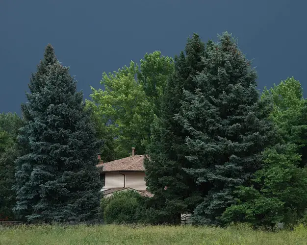 Columbine, CO. Image by Andres Gonzalez. Colorado, 2018.