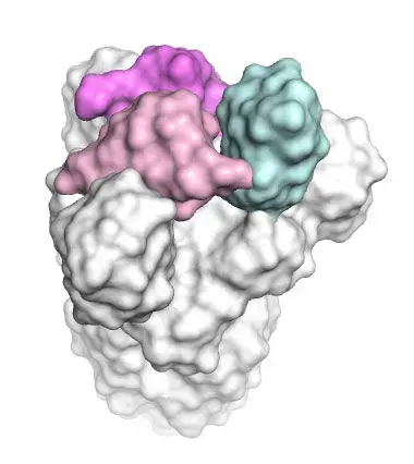 The spike surface protein of SARS-CoV-2, the cause of COVID-19, typically forms trimers in which each spike’s tip—the key to binding to human cells—is either in an “up” (cyan) or “down” (magenta and pink) position, a variable that could influence the strength of the antibody response to a vaccine using the protein. Image courtesy Nicholas Wu /Wilson lab / Scripps Research.<br />