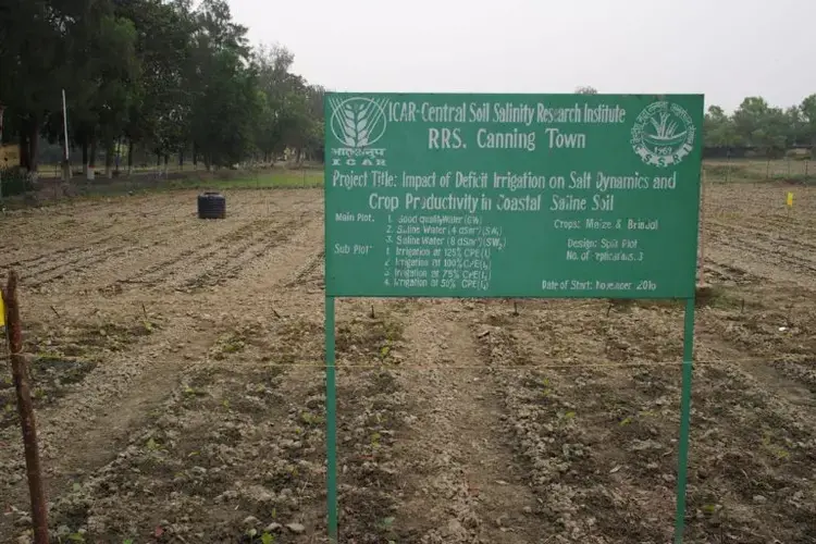 Scientists at the CSSRI field station in Canning in the Sundarbans conduct field experiments to trial new seeds under different water conditions and farming techniques. In this field, wheat and brinjal are being grown under different water supply conditions in saline soil. Salinity and water shortages are the main challenges for farming in this coastal region. Image by Vaishnavi Chandrashekhar. India, undated.<br />
