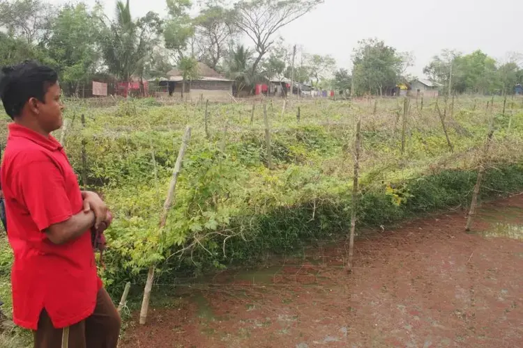 Panchanon Saha, 39, used to harvest only a monsoon paddy crop on his land near Canning in the Sundarbans. But this February, he was growing a second crop of cucumber, bitter gourd, tomatoes and beans, seen above. A CSSRI project helped him try out new seeds and farming techniques especially ridge-and-furrow landscaping which allows crops to be grown on the less saline ridges. He also built a pond to harvests rainwater for irrigation and cultivate freshwater fish, and is now trying out a neem-based pesticide. Image by Vaishnavi Chandrashekhar. India, undated.