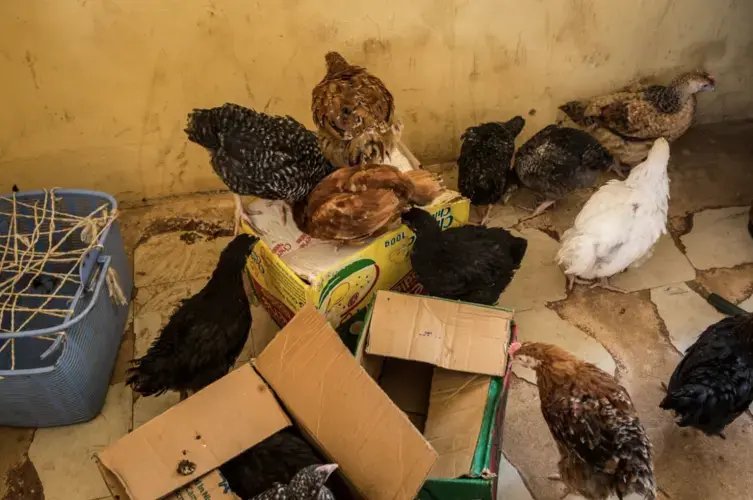 These chickens are at the center of a money dispute among women in a collective. Image by Jane Hahn. Nigeria, 2018.