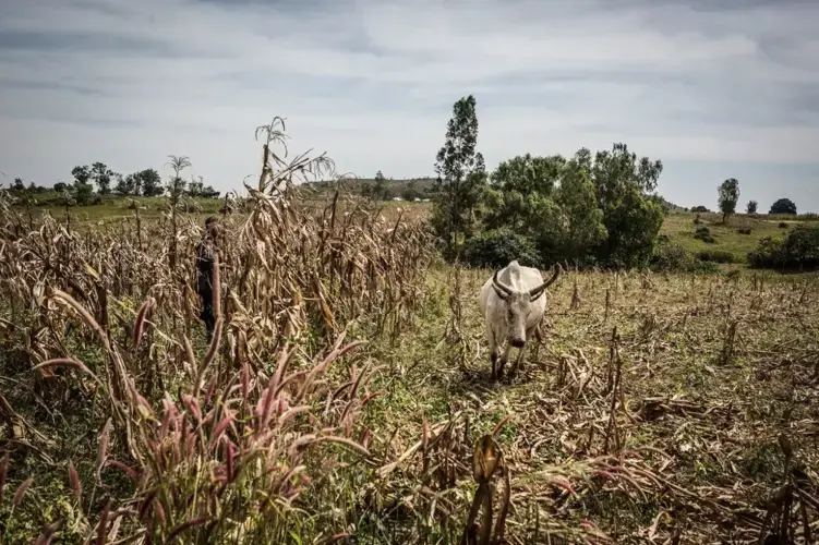 A farmer scares off a cow that is grazing too close to his field, which is still being harvested outside of Makoli Village in Barkin Ladi, on Oct. 23. Image by Jane Hahn. Nigeria, 2018.