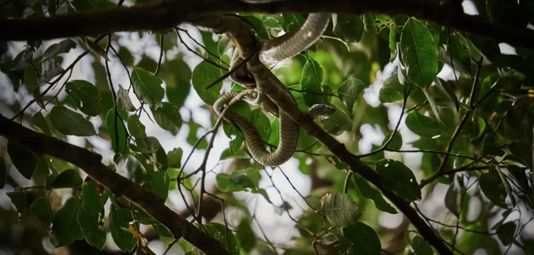 A venomous snake in the DRC. Image by Hugh Kinsella Cunningham. Democratic Republic of the Congo, 2019.