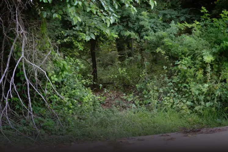 The woods of Powder Mill Park, where Det. Maurice Ward says he, Sgt. Wayne Jenkins and former Det. Marcus Taylor split up $20,000 in cash they stole in 2015. Baltimore, Maryland. Image by Kevin Richardson