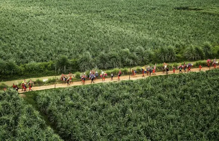 Kanwarias, devotees of Hindu god Shiva, walk past sugarcane fields on a religious pilgrimage near New Delhi, India, on Aug. 8, 2018. Image by Rajesh Kumar Singh / AP. India, 2018.