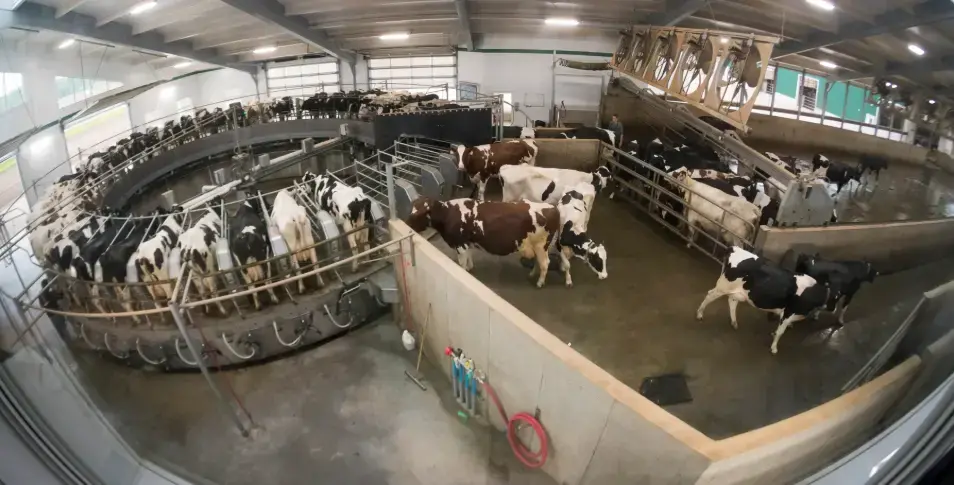 Cows exit the milking carousel on the DeBeer family farm in Mount Elgin, Ontario. It takes about 12 minutes to milk each cow. The family milks about 480 Holsteins. Image by Mark Hoffman. Canada, 2019.