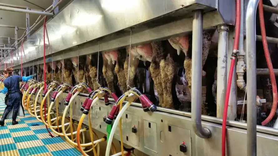 Leslie Ortiz was offered a job in the U.S. as an animal scientist for Funk Dairy in Idaho. When she arrived, she says she was told to perform general labor tasks, such as milking cows. Image courtesy of Martínez Aguilasocho & Lynch. United States, 2019.