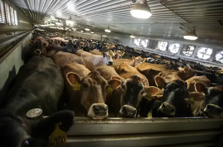 In this 2015 photo, cows are herded into the milking barn at Riverview Farms. Image courtesy of Renee Jones Schneider/ Star Tribune. United States, 2019.