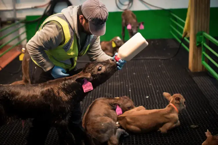 In this 2015 photo, an employee feeds a calf at Riverview Farms. Image courtesy of Renee Jones Schneider/ Star Tribune. United States, 2019.