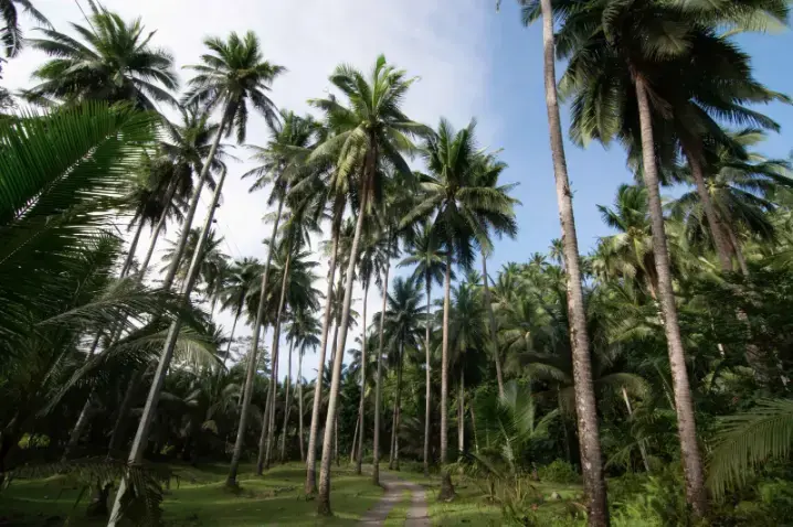 Mature coconut trees at a smallholder plantation in General Nakar, Quezon, Philippines. Image by Jervis Gonzales. Philippines, 2020.