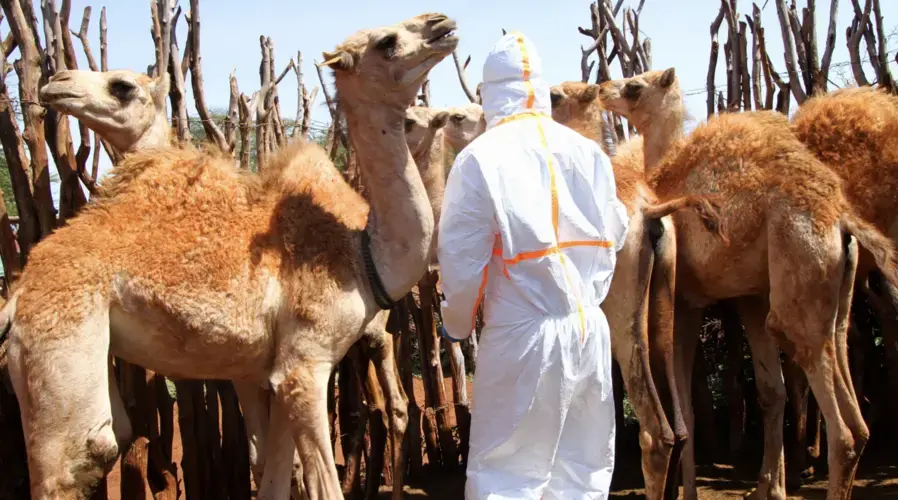Approaching a camel to take a blood sample or swab requires a degree of caution Image by Jacob Kushner. Kenya, undated.