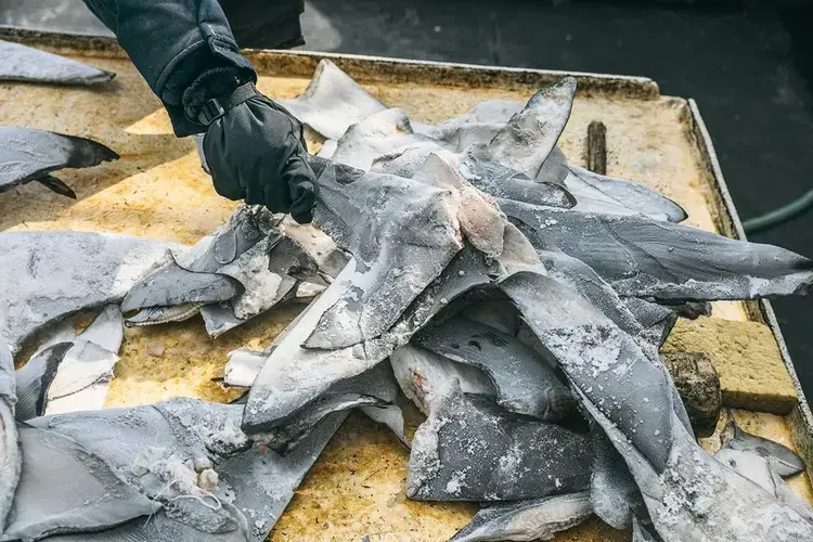 Shark fins—a luxury item in high demand for soup in China—found on an illegal boat. The ship’s 12 Tanzanian workers were sharing one small room with two beds. Image by Jax Oliver/Sea Shepherd. Tanzania, 2018.<br />
