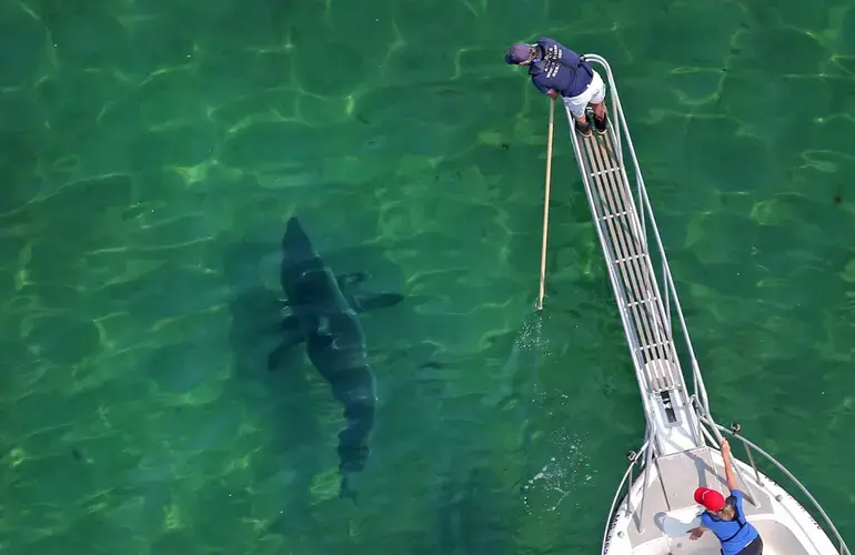The Atlantic White Shark Conservancy tagged a shark off shore near Long Nook Beach in Truro. Image by David L. Ryan. United States, undated.