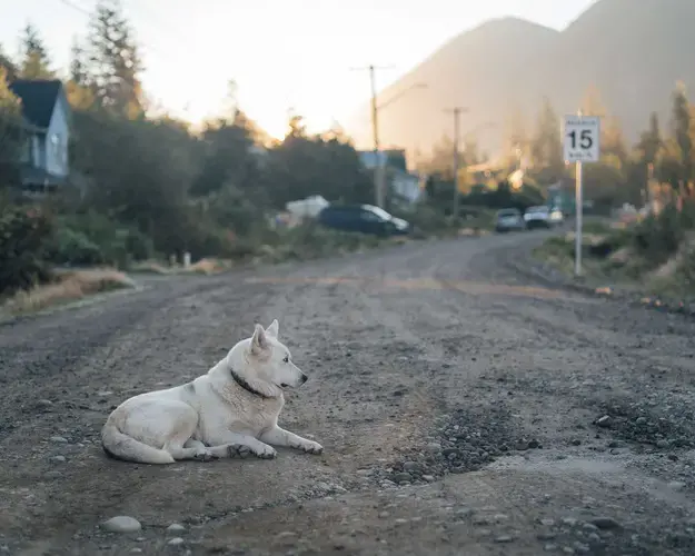 Image by Jimmy Thomson. Canada, 2020.