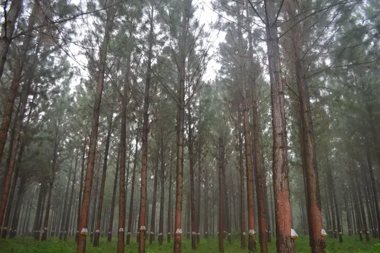 Monoculture pine trees in the Busoga Forestry Company plantation. Image by Annika McGinnis. Uganda, 2019.