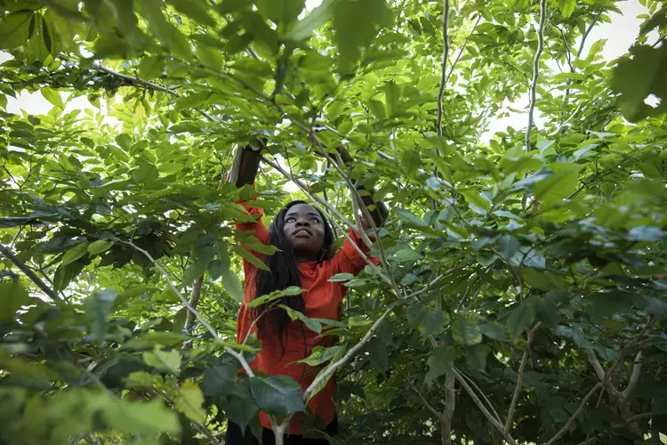 Hulda Hatakiwe, a forestry engineer who manages the Afrormosia nursery in Kisingani, checks on the health of the leaves. Image by Sarah Waiswa. Democratic Republic of Congo, 2019.