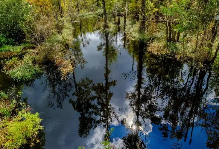 Sterritt Swamp is one of many Horry County watersheds that feed into the Waccamaw River. Image by Jason Lee. United States, undated.