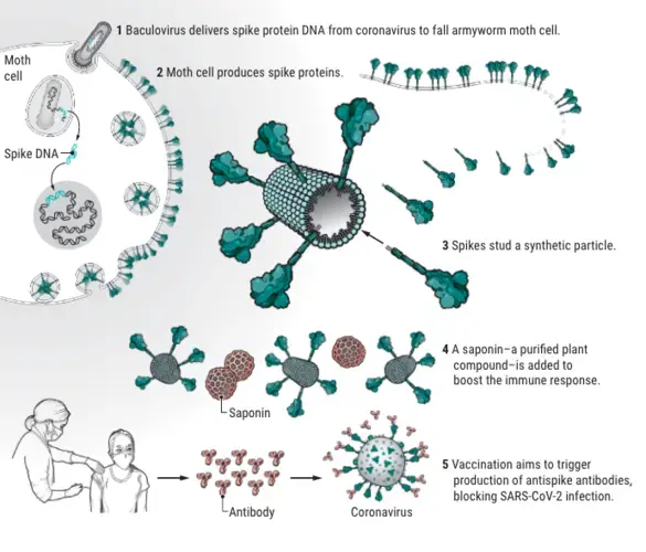 The heart of a new vaccine: To make their vaccine, Novavax scientists first used a baculovirus to insert the gene for the SARS-CoV-2 spike protein into moth cells, which produced the spikes on their cell membranes. Scientists then harvested the spike proteins and mixed them with a synthetic soaplike particle in which the spikes embed. A compound derived from trees serves as an immune-boosting adjuvant. Graphic by A. Kitterman and V. Altounian/Science.</p>
<p>