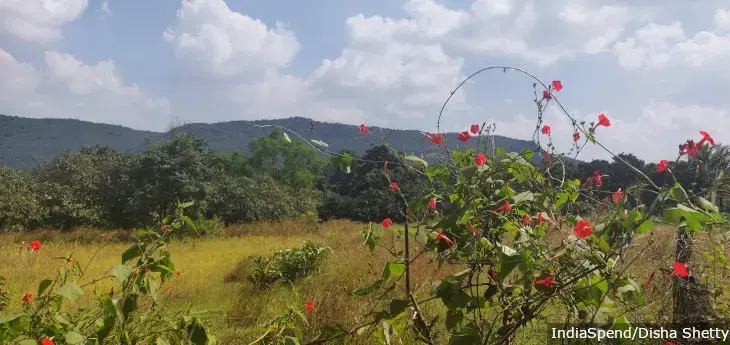Western Ghats, along with the Himalayan range and the Indo-Burma range in the north-east, are among the major global biodiversity hotspots. The value of the ecosystem services they provide cannot be reduced to numbers, according to scientists. Image by Disha Shetty. India, undated.