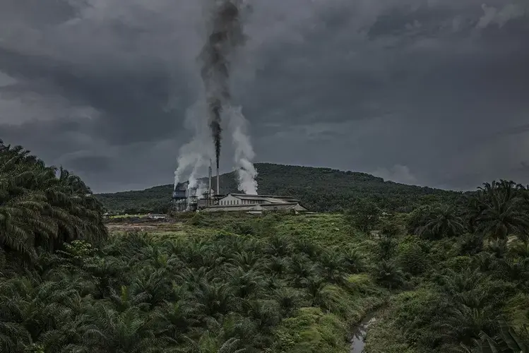 The Malaysian rainforest was once vast. It still has sizable protected areas in the north of the peninsula such as Taman Negara National Park and Royal Belum State Park, photographed here. Image by James Whitlow Delano. Malaysia, 2019.