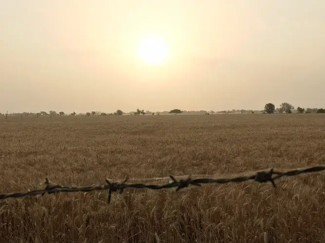 Hard-won crop: a wheat field along the trail near Abohar. Image by Miciah Thacker. India, 2018.