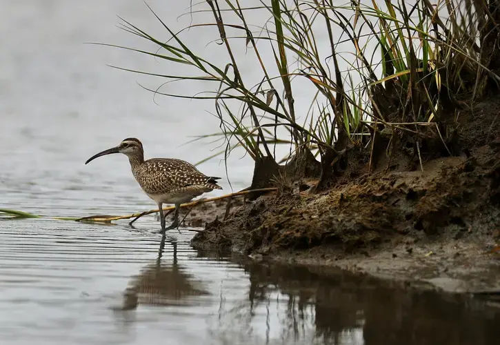 A whimbrel walked along the salt marsh surrounding Lieutenant Island Road. Image by John Tlumacki. United States, 2019.